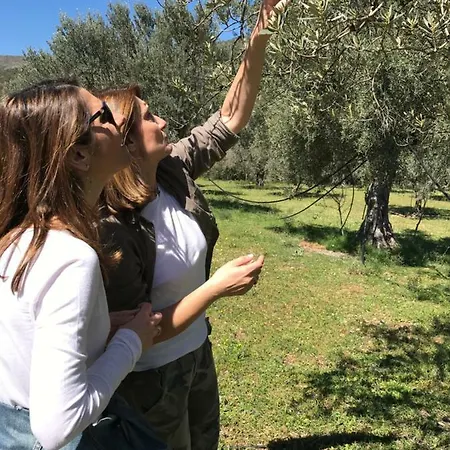 Nafplio - The Kotsonis Estate, Olive Grove *