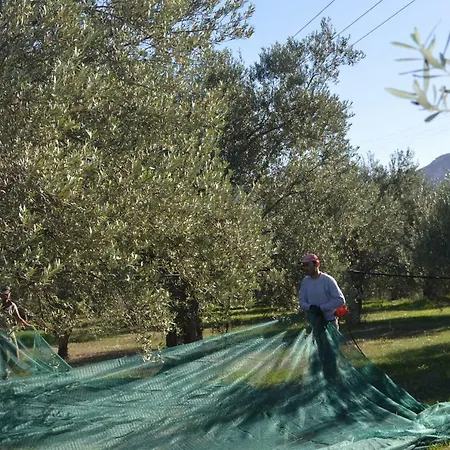 Nafplio - The Kotsonis Estate, Olive Grove Σπίτι διακοπών *