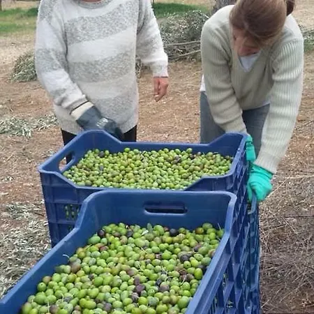Nafplio - The Kotsonis Estate, Olive Grove Σπίτι διακοπών